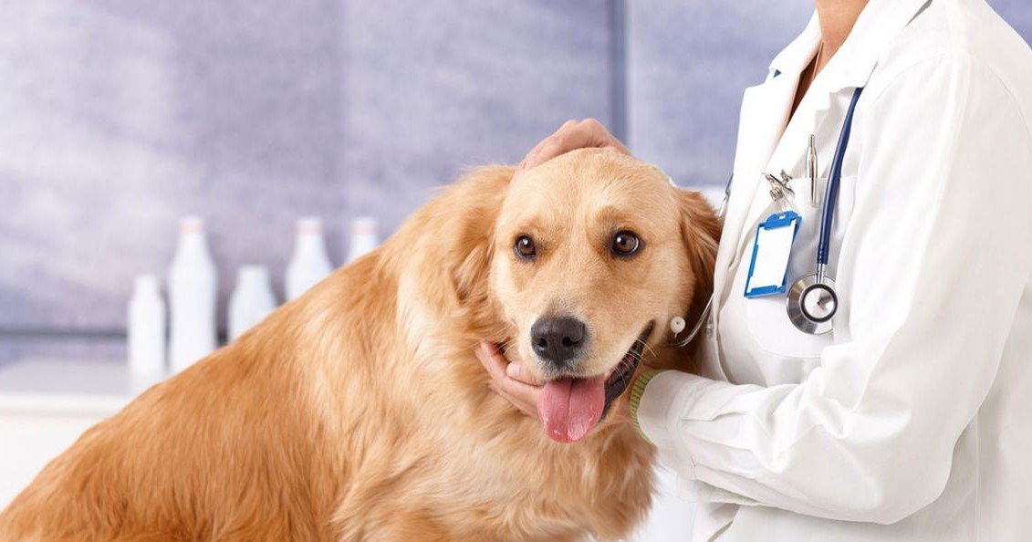 Course veterinary Veterinary Business